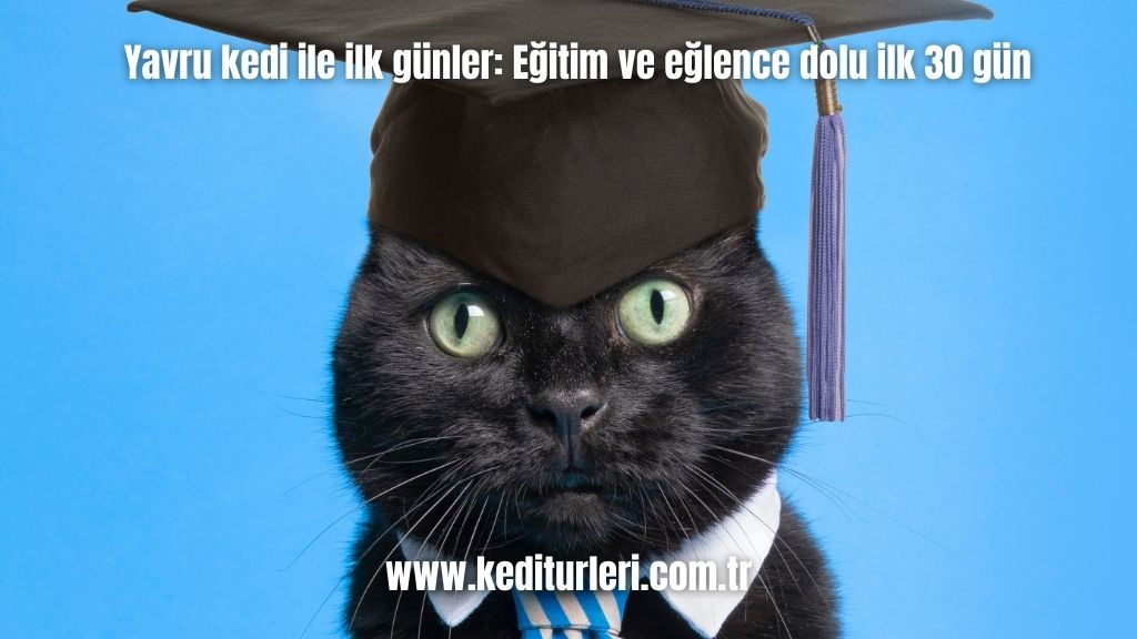 Yavru kedi ile ilk günler: Eğitim ve eğlence dolu ilk 30 gün