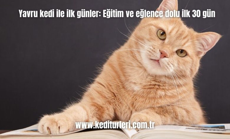 Yavru-kedi-ile-ilk-gunler-Egitim-ve-eglence-dolu-ilk-30-gun