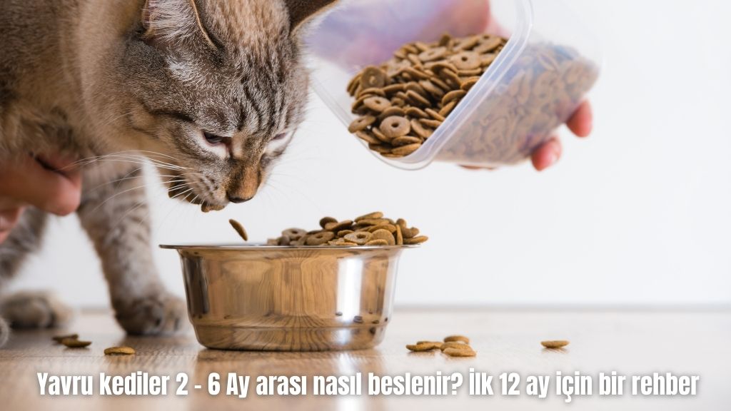 Yavru kediler 2 – 6 Ay arası nasıl beslenir? İlk 12 ay için bir rehber