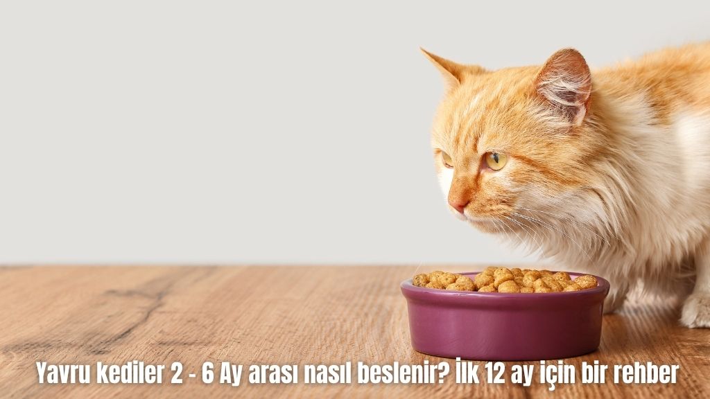 Yavru kediler 2 – 6 Ay arası nasıl beslenir? İlk 12 ay için bir rehber
