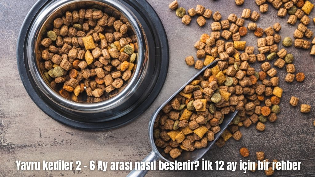 Yavru kediler 2 – 6 Ay arası nasıl beslenir? İlk 12 ay için bir rehber