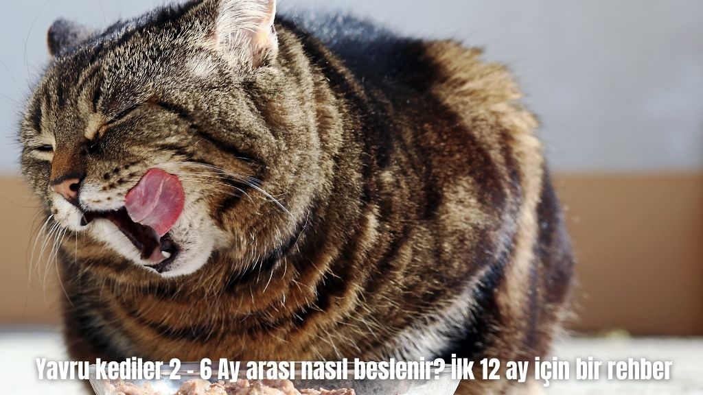 Yavru kediler 2 – 6 Ay arası nasıl beslenir? İlk 12 ay için bir rehber