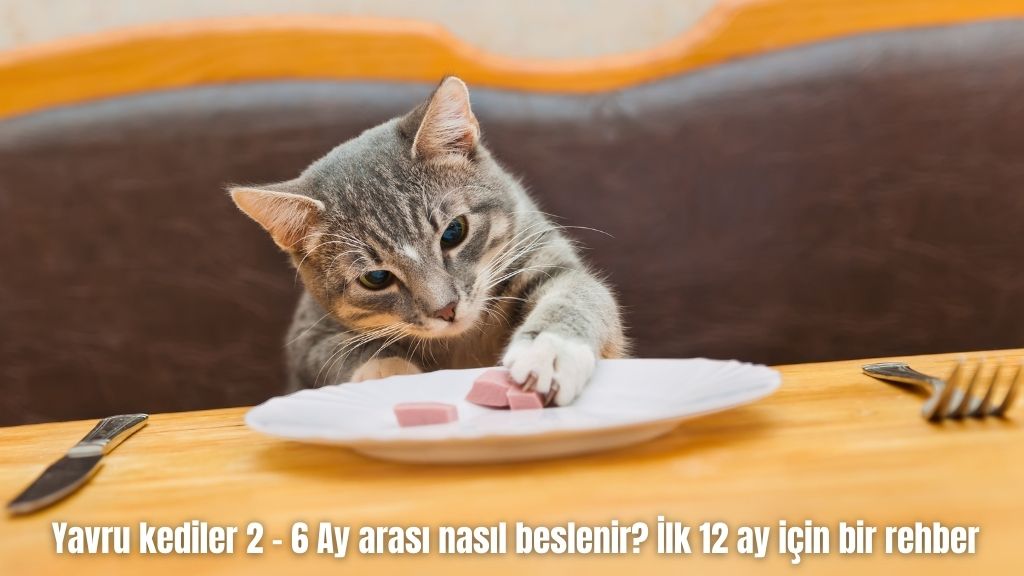 Yavru kediler 2 – 6 Ay arası nasıl beslenir? İlk 12 ay için bir rehber