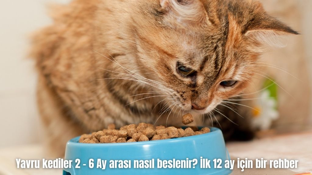 Yavru kediler 2 – 6 Ay arası nasıl beslenir? İlk 12 ay için bir rehber