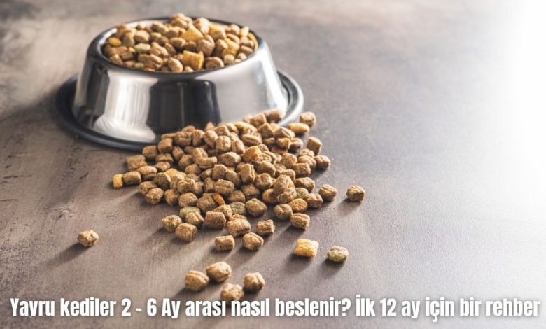 Yavru-kediler-2-–-6-Ay-arasi-nasil-beslenir-Ilk-12-ay-icin-bir-rehber