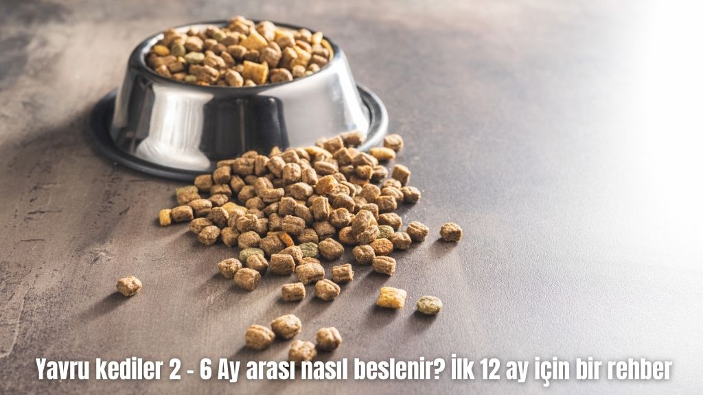 Yavru kediler 2 – 6 Ay arası nasıl beslenir? İlk 12 ay için bir rehber