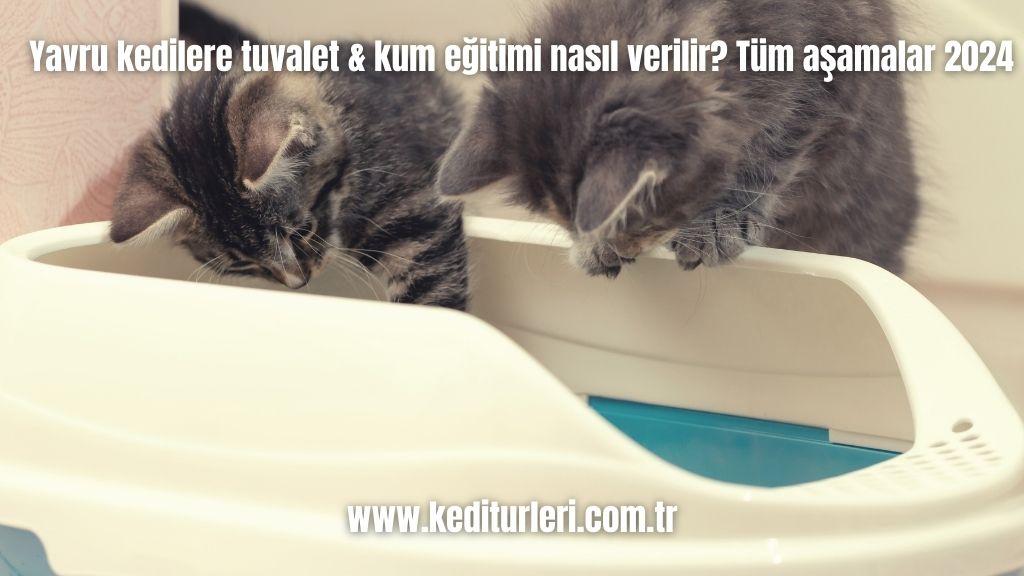 Yavru kedilere tuvalet & kum eğitimi nasıl verilir? Tüm aşamalar 2024