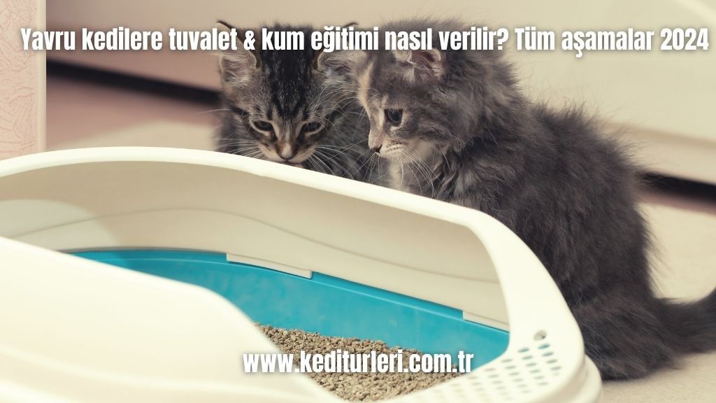 Yavru kedilere tuvalet & kum eğitimi nasıl verilir? Tüm aşamalar 2024