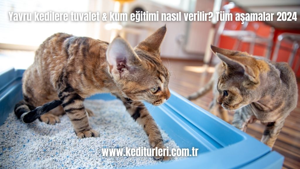 Yavru kedilere tuvalet & kum eğitimi nasıl verilir? Tüm aşamalar 2024
