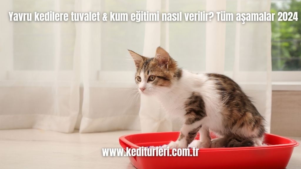 Yavru kedilere tuvalet & kum eğitimi nasıl verilir? Tüm aşamalar 2024