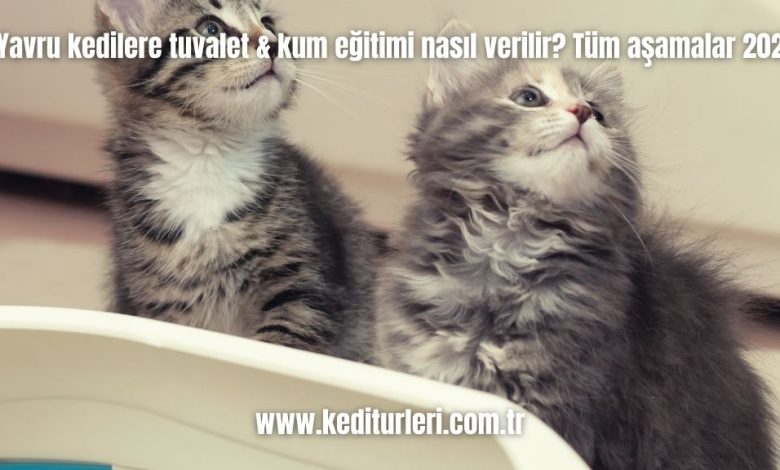 Yavru-kedilere-tuvalet-kum-egitimi-nasil-verilir-Tum-asamalar-2024