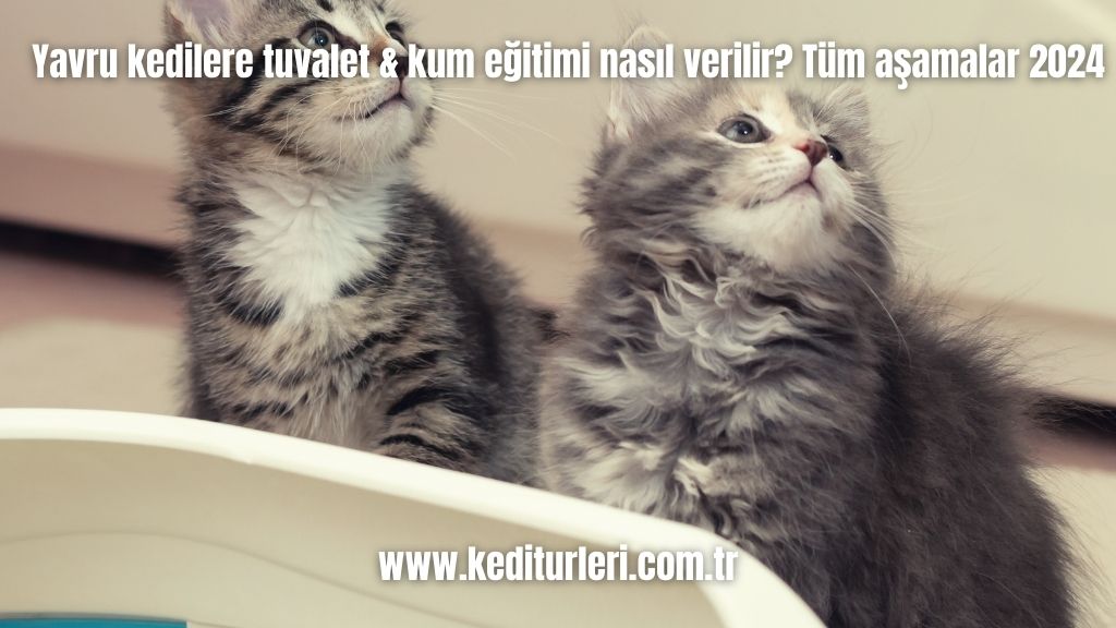 Yavru kedilere tuvalet & kum eğitimi nasıl verilir? Tüm aşamalar 2024