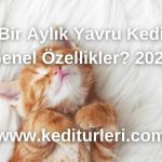 Bir Aylık Yavru Kedi Genel Özellikler? 2024