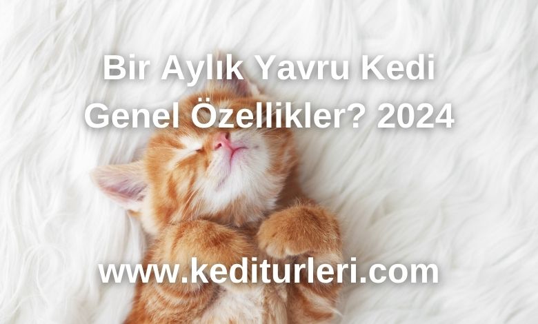 Bir Aylık Yavru Kedi Genel Özellikler? 2024