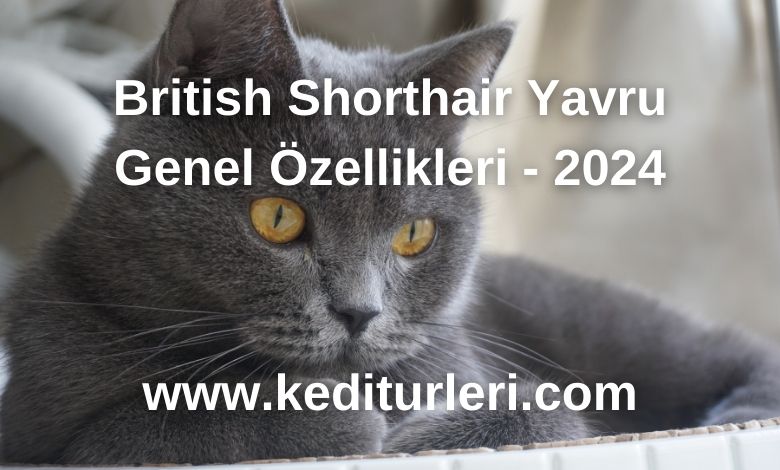 British Shorthair Yavru Genel Özellikleri - 2024