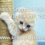 British Shorthair Yavru Genel Özellikleri - 2024