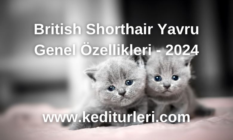 British Shorthair Yavru Genel Özellikleri - 2024