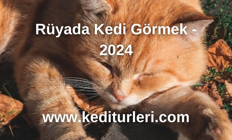 Rüyada Kedi Görmek - 2024