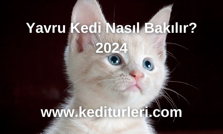 Yavru Kediler Ne Zaman Sütten Kesilir? - 2024