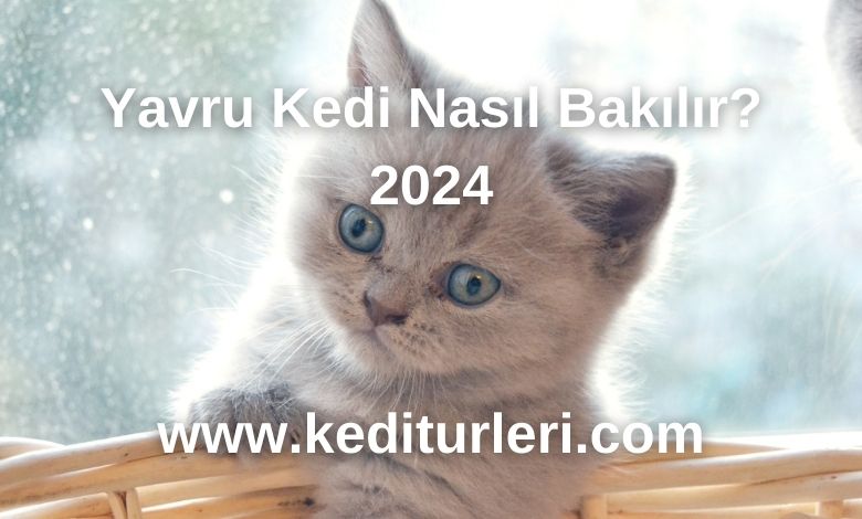 Yavru Kediler Ne Zaman Sütten Kesilir? - 2024
