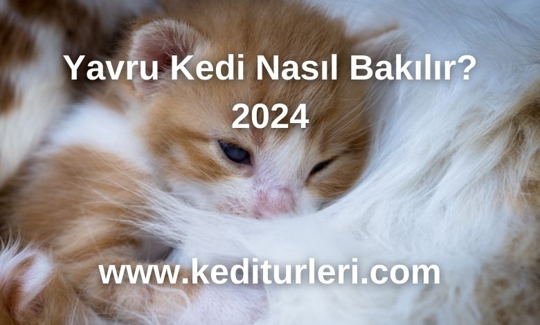 Yavru Kediler Ne Zaman Sütten Kesilir? - 2024