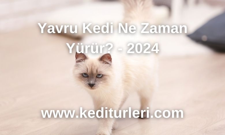 Yavru Kedi Ne Zaman Yürür? - 2024