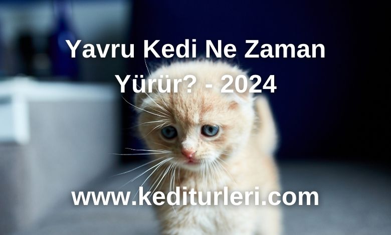 Yavru Kedi Ne Zaman Yürür? - 2024