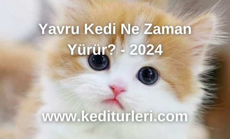 Yavru Kedi Ne Zaman Yürür? - 2024