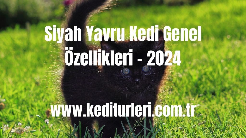 Siyah Yavru Kedi Genel Özellikleri - 2024