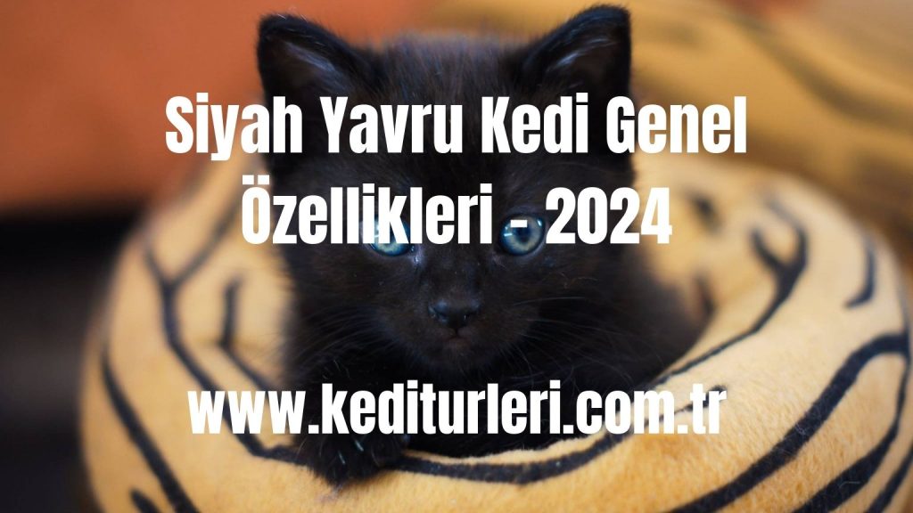 Siyah Yavru Kedi Genel Özellikleri - 2024