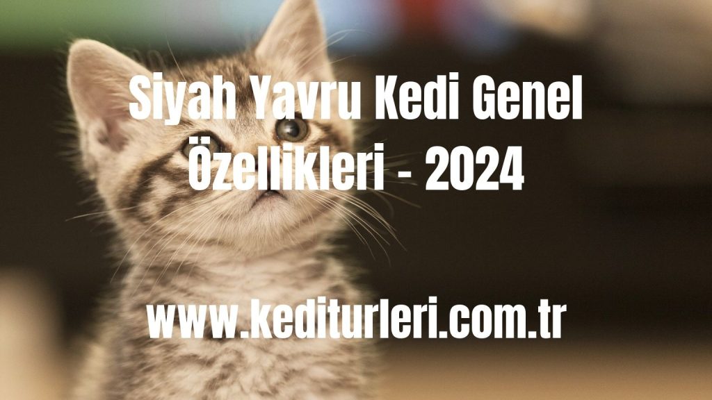 Siyah Yavru Kedi Genel Özellikleri - 2024