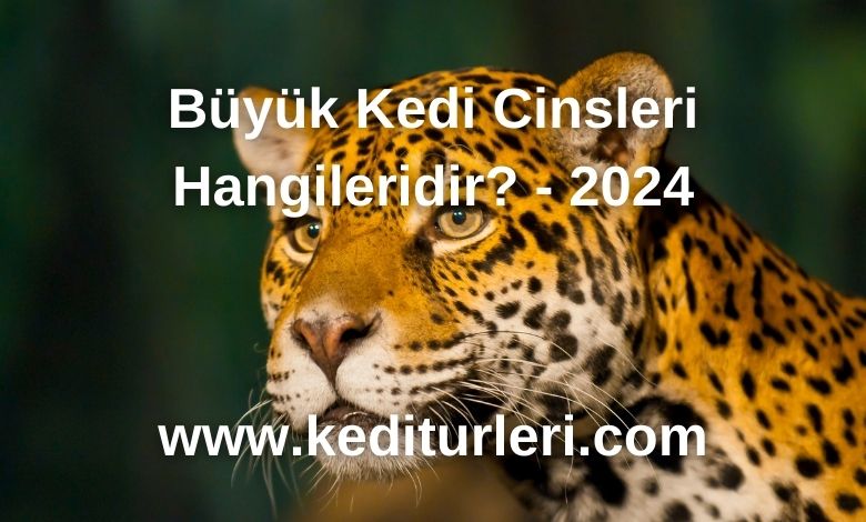 Büyük Kedi Cinsleri Hangileridir? - 2024
