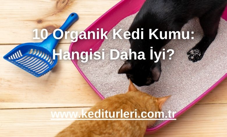 10 Organik Kedi Kumu: Hangisi Daha İyi?
