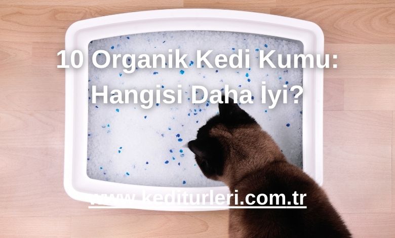 10 Organik Kedi Kumu: Hangisi Daha İyi?