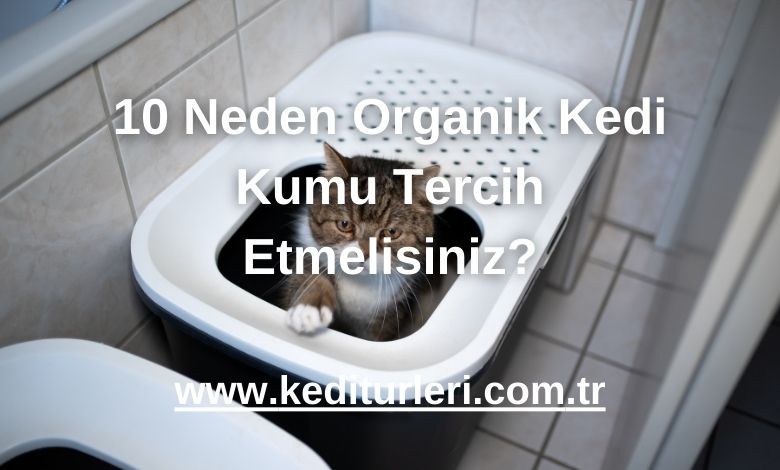 10 Neden Organik Kedi Kumu Tercih Etmelisiniz? - 2025