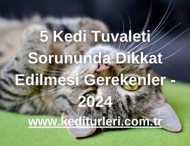 5 Kedi Tuvaleti Sorununda Dikkat Edilmesi Gerekenler - 2024