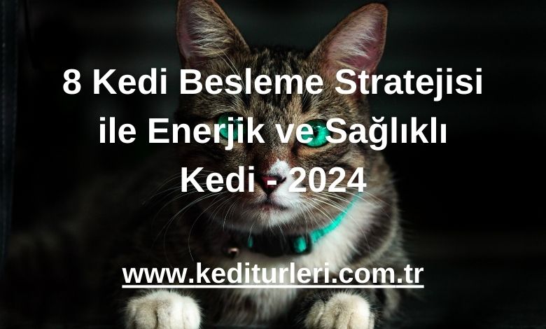 8 Kedi Besleme Stratejisi ile Enerjik ve Sağlıklı Kedi - 2024