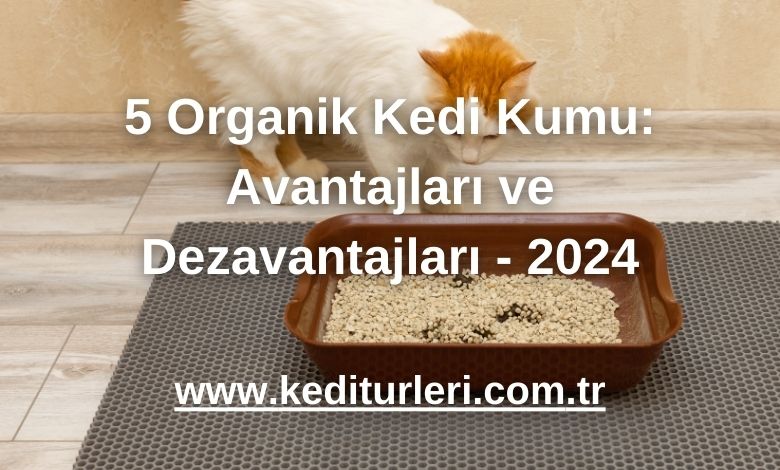 5 Organik Kedi Kumu: Avantajları ve Dezavantajları - 2024