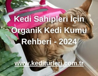 Kedi Sahipleri İçin Organik Kedi Kumu Rehberi - 2024