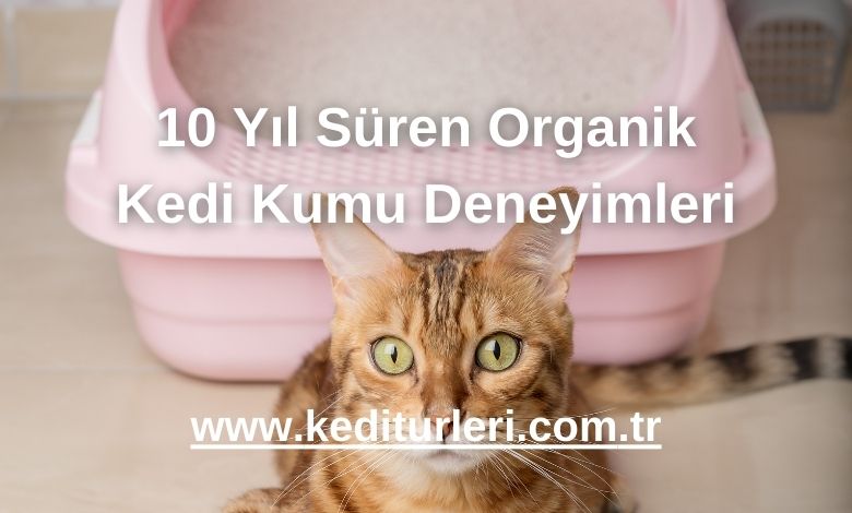 10 Yıl Süren Organik Kedi Kumu Deneyimleri