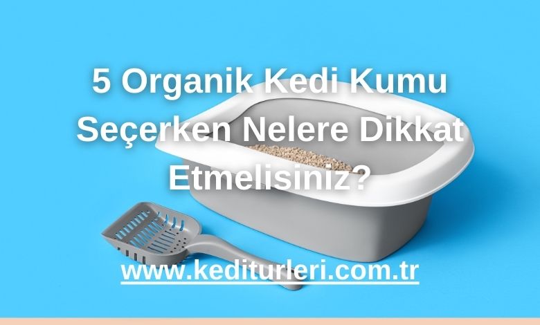 5 Organik Kedi Kumu Seçerken Nelere Dikkat Etmelisiniz?