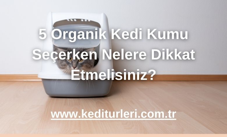 5 Organik Kedi Kumu Seçerken Nelere Dikkat Etmelisiniz?