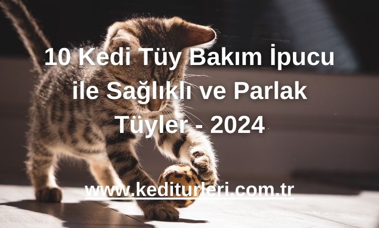 10 Kedi Tüy Bakım İpucu ile Sağlıklı ve Parlak Tüyler - 2024