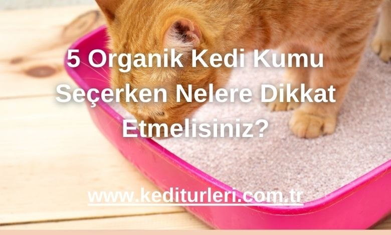 5 Organik Kedi Kumu Seçerken Nelere Dikkat Etmelisiniz?