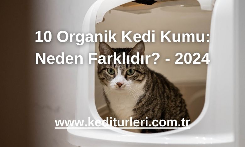 10 Organik Kedi Kumu: Neden Farklıdır? - 2024