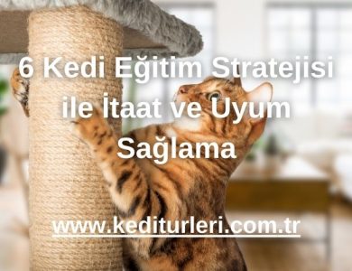 6 Kedi Eğitim Stratejisi ile İtaat ve Uyum Sağlama - 2024