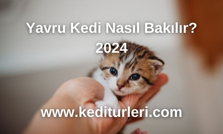 Yavru Kedi Nasıl Bakılır? 2024
