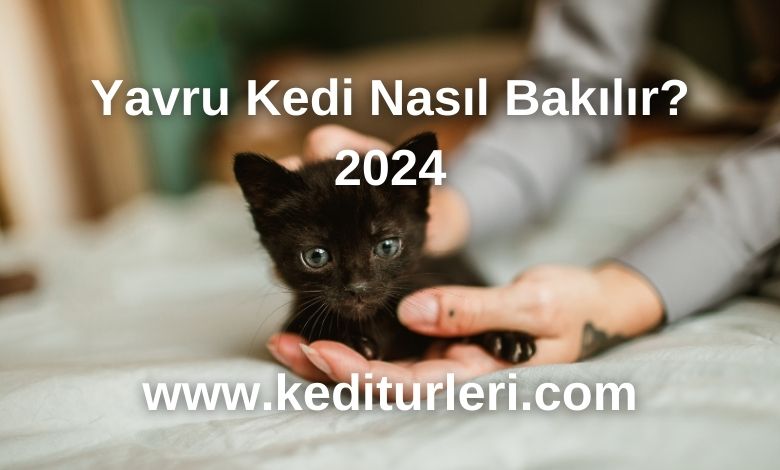 Yavru Kedi Nasıl Bakılır? 2024
