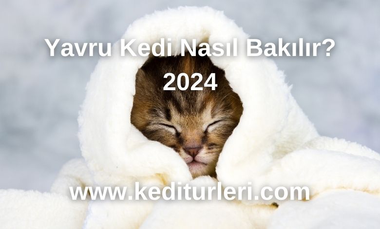 Yavru Kedi Nasıl Bakılır? 2024