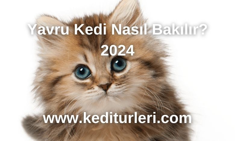 Yavru Kedi Nasıl Bakılır? 2024